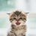 nayu_frontend
