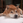 Kaz