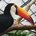 extoucan