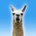 roatnek