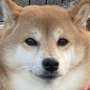 石川敦也