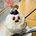 haru_kuma