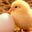 ひよこ