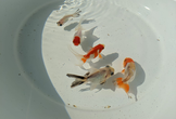 機械学習のための金魚品種講座