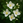 jasmine-