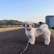 inoue_d