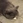 Foca20862965