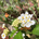 pear_tree