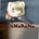 panda_animaru__