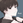 mao