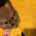 kuma3goo