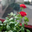 rosemary_1030