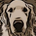 satoshi_kino