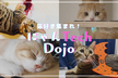 【猫の日特別企画】猫好き集まれ！にゃんTech Dojo