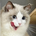 shimon