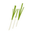 GreenShallot